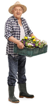 A senior man stands straight holding a box of plants wearing gardening boots and a straw hat